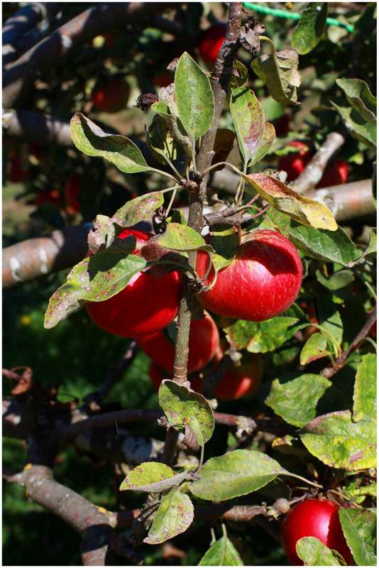 Apples