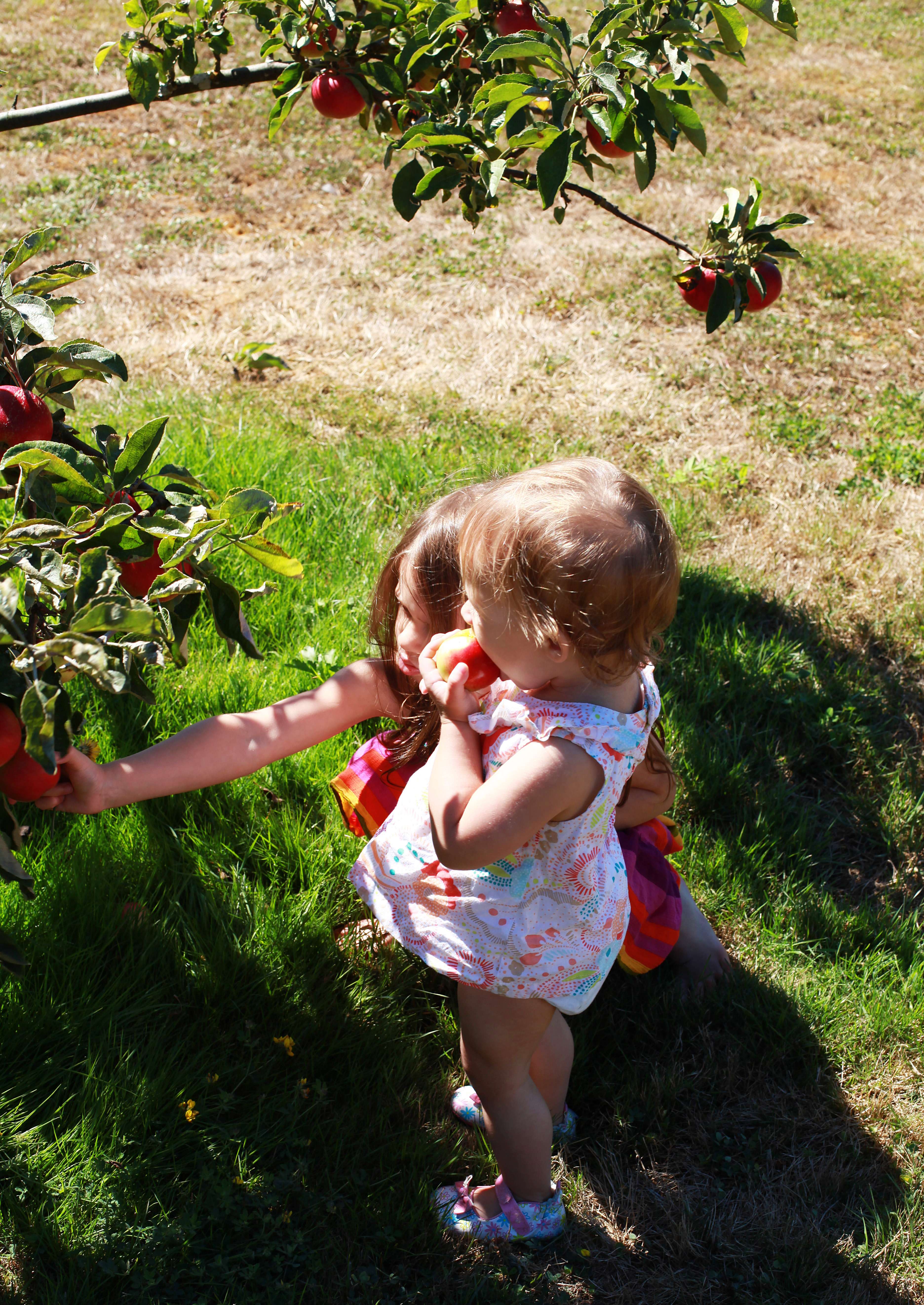 Apples - Girls