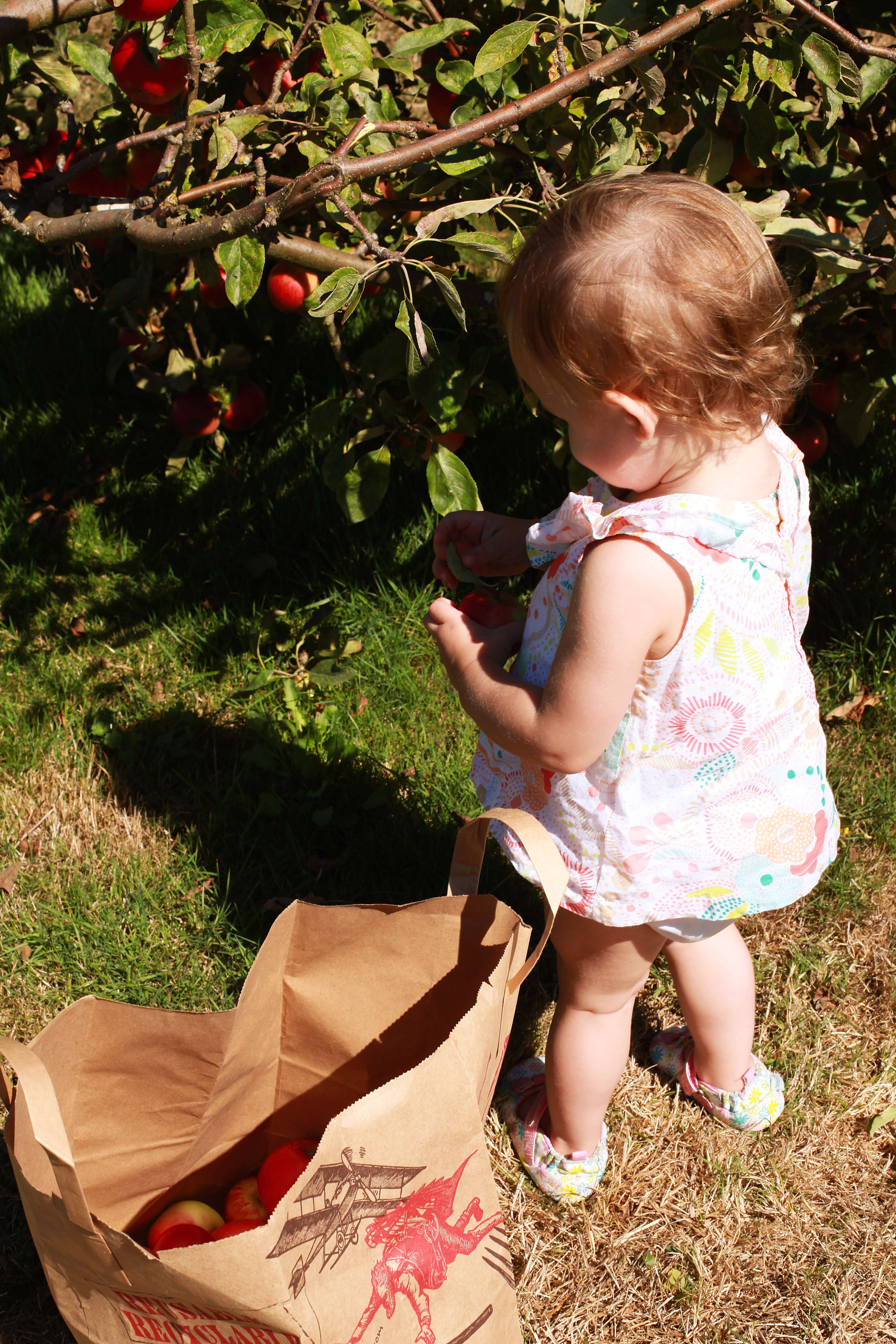 Apples