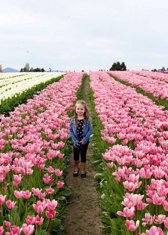 Tulip Edits2