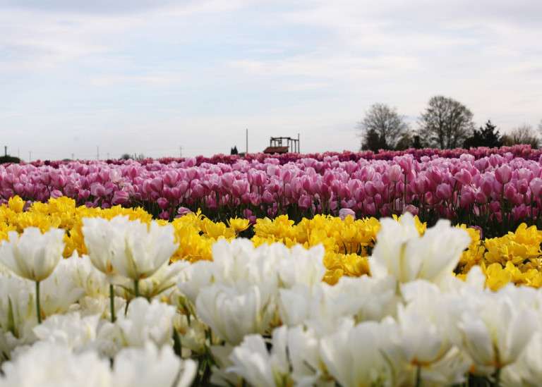 Tulips