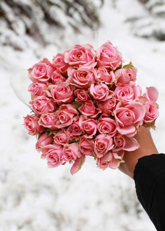 Roses_Winter_Snow