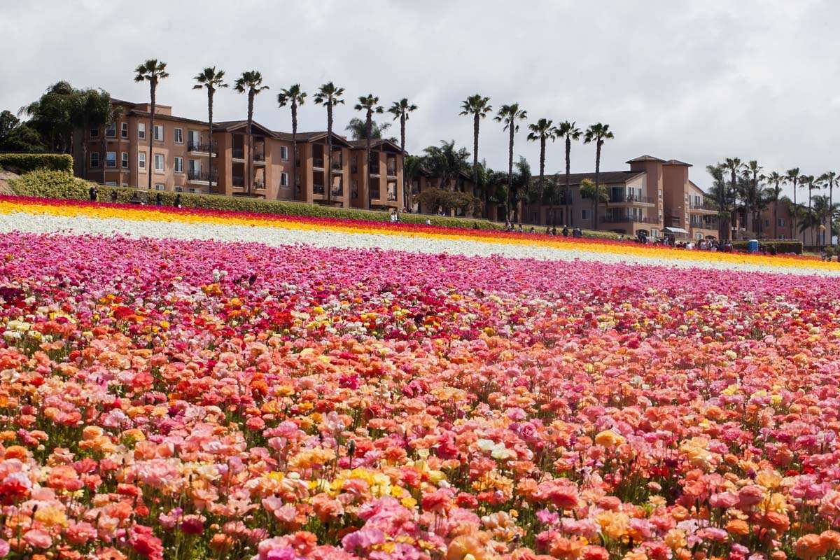 Visiting the flower fields in Carlsbad California-Travel-San-Diego-Ranunculus