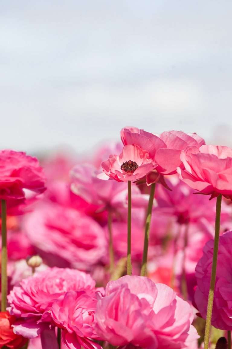 Visiting the flower fields in Carlsbad California-Travel-San-Diego-Ranunculus
