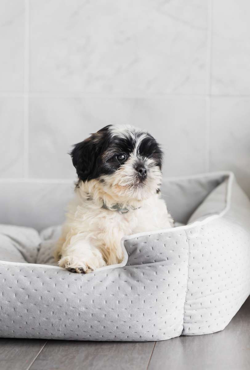 puppy_shihpoo_new