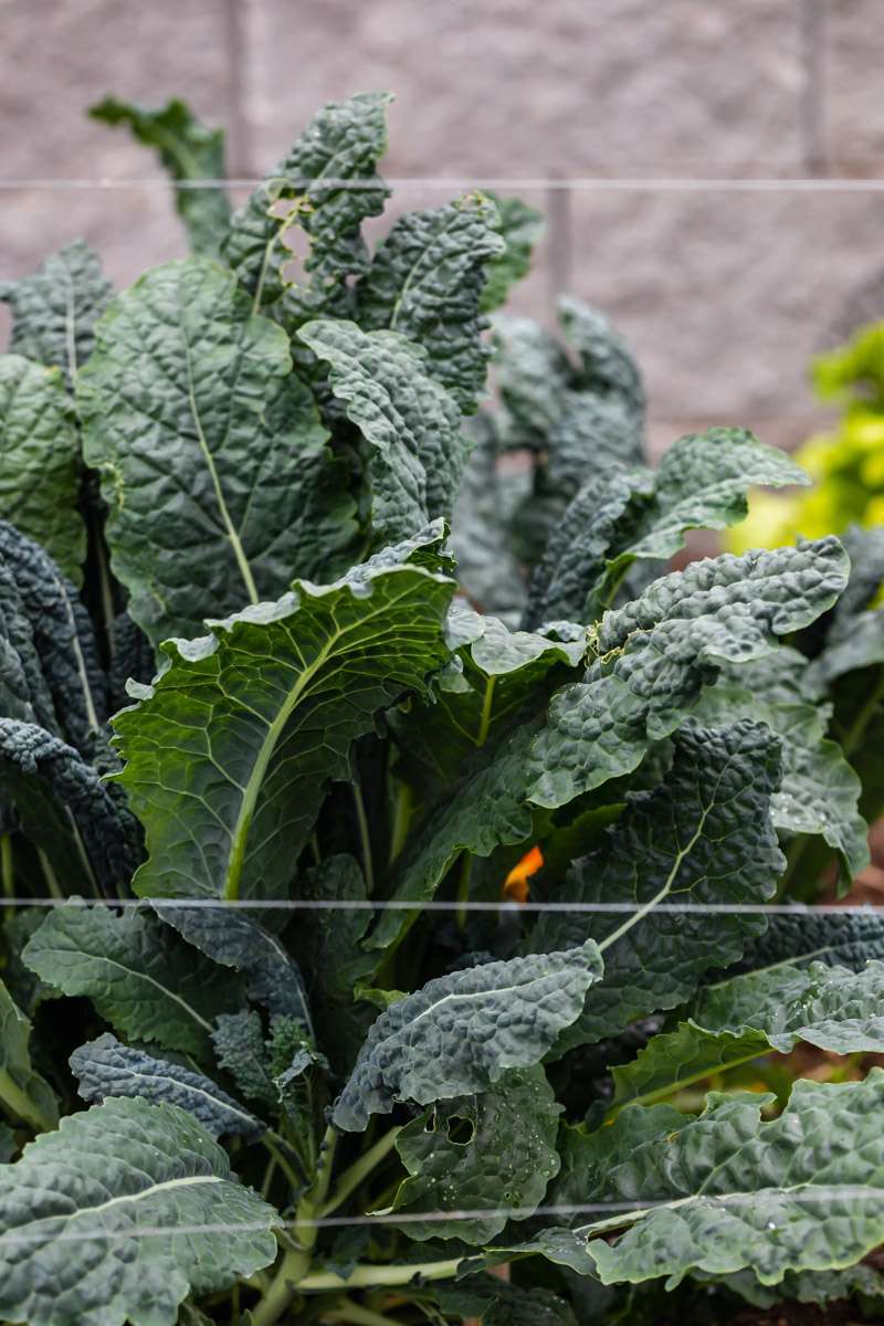 summer vegetable garden - kale