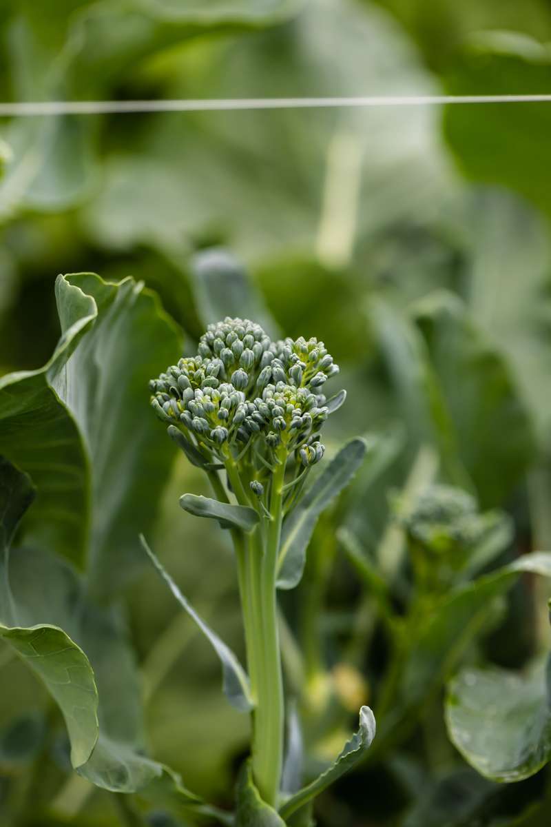 summer vegetable garden - broccoli