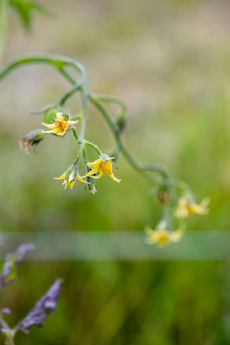 summer vegetable garden - tomatoes