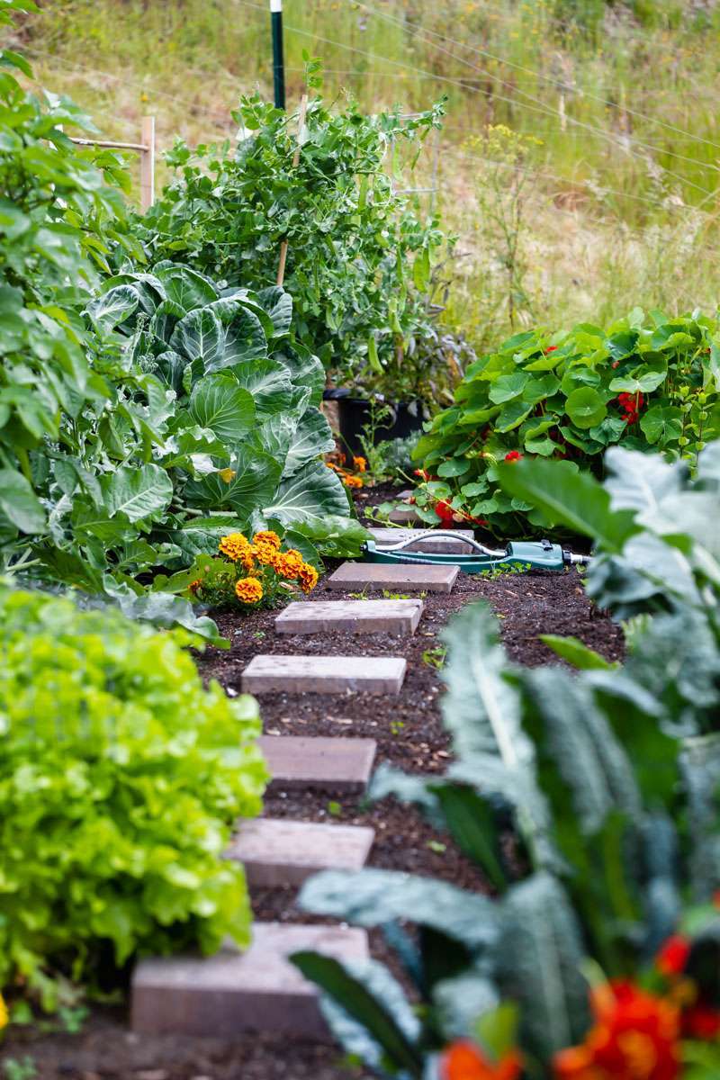 summer vegetable garden - zone 9a
