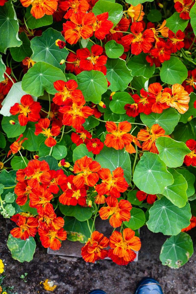 summer vegetable garden - nasturtium