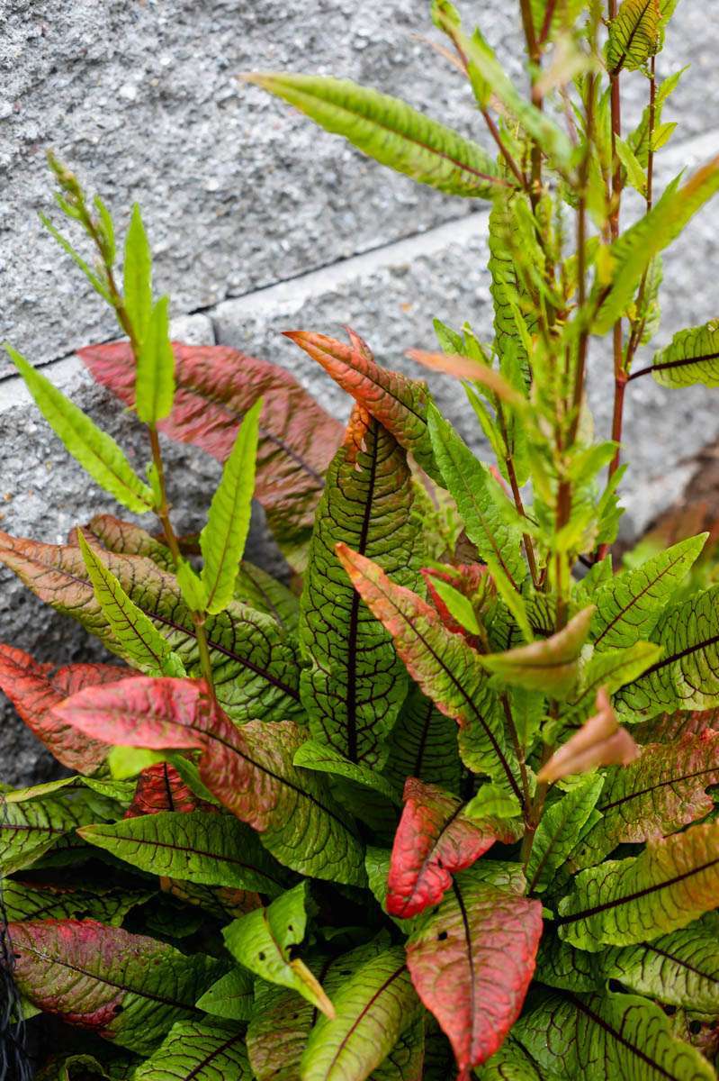 summer vegetable garden - sorrel