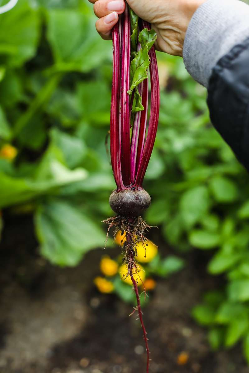 summer vegetable garden - beets