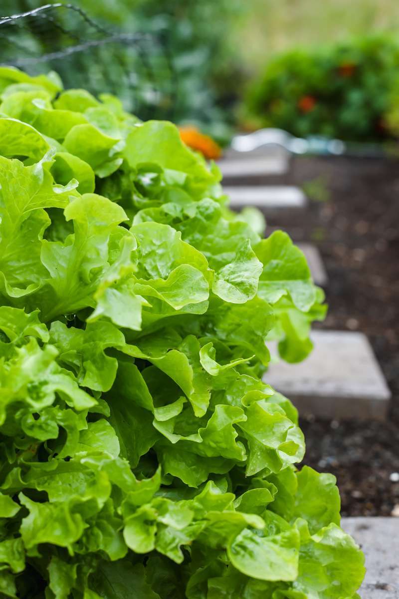 summer vegetable garden - lettuce