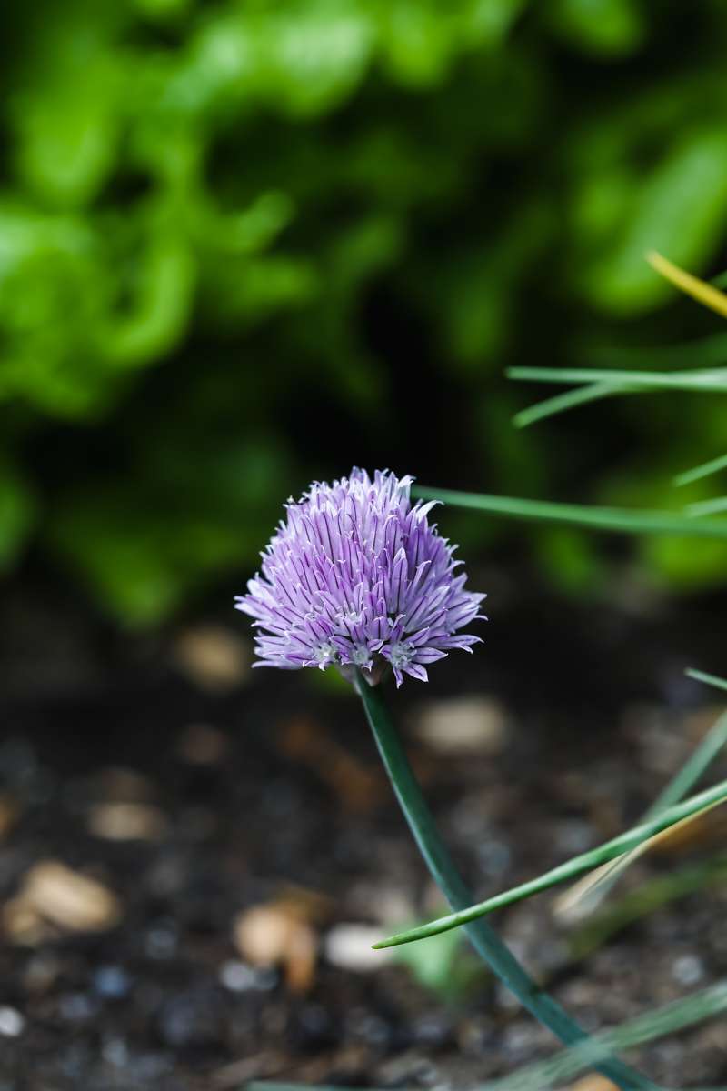 summer vegetable garden - chive blossoms