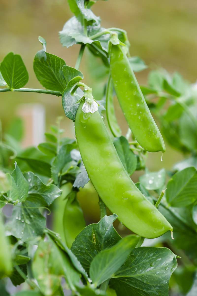 summer vegetable garden - snap peas