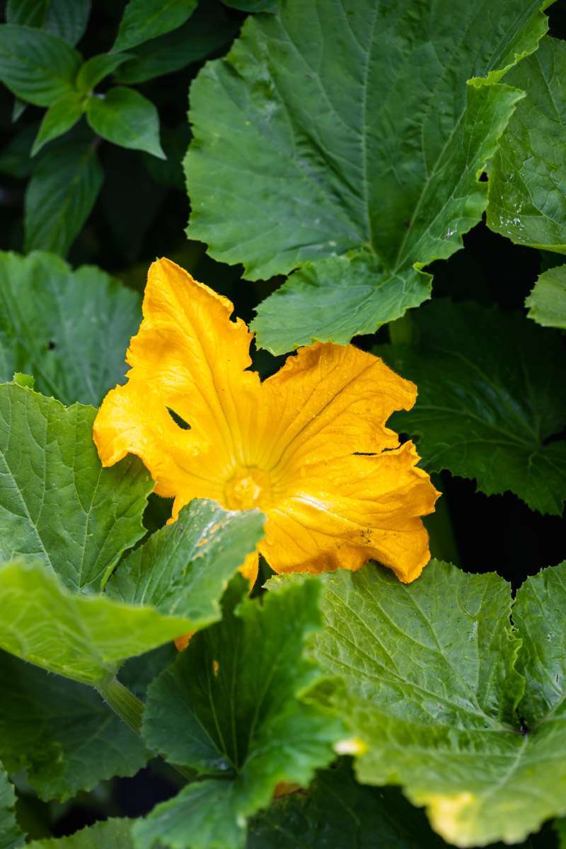 summer vegetable garden - squash