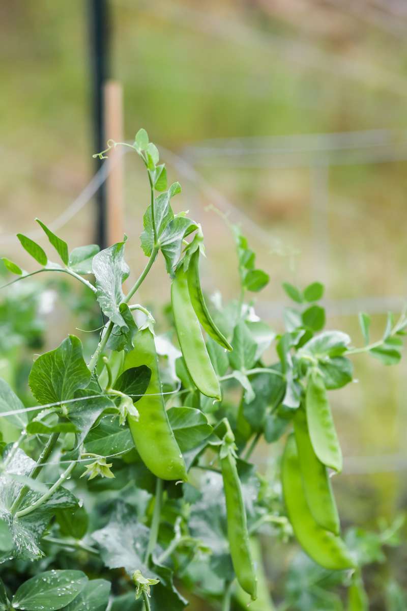 summer vegetable garden - snap peas
