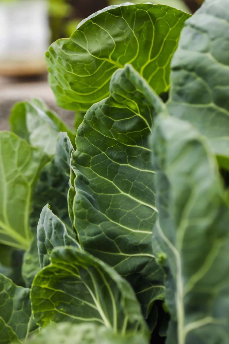 summer vegetable garden - Brussel sprouts