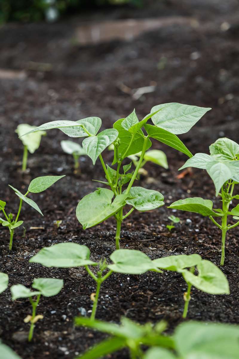 summer vegetable garden - beans