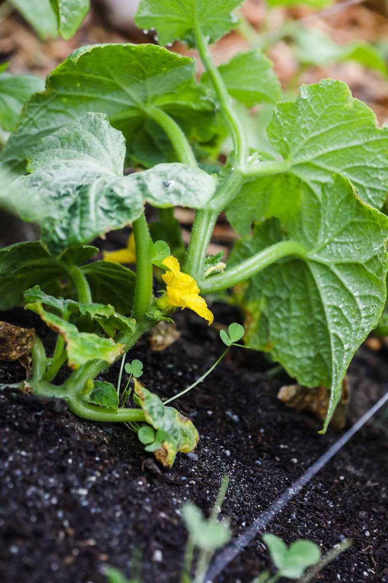 summer vegetable garden - cucumbers