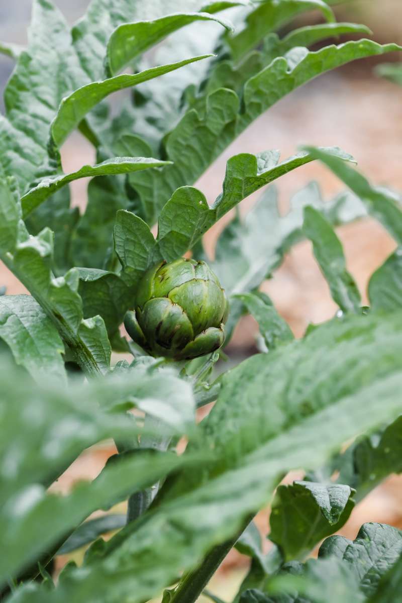 summer vegetable garden - green globe artichokes