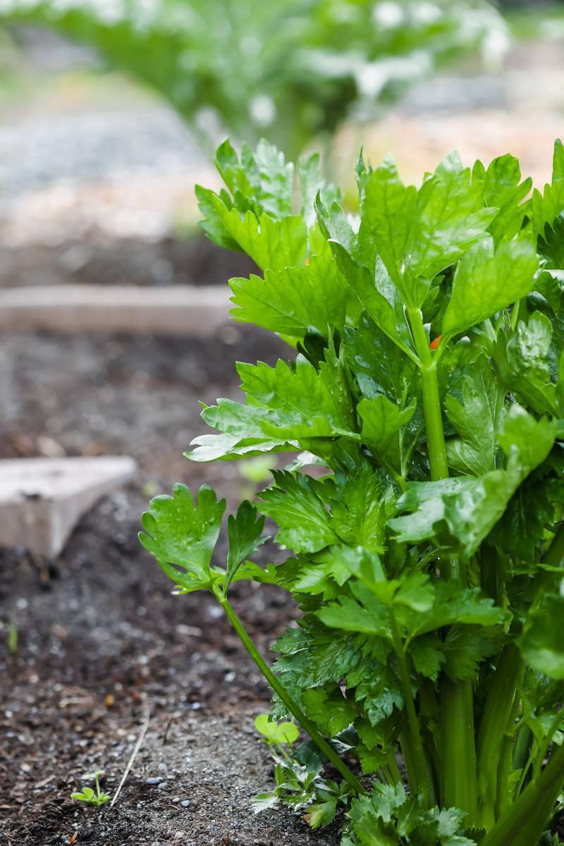 summer vegetable garden - celery