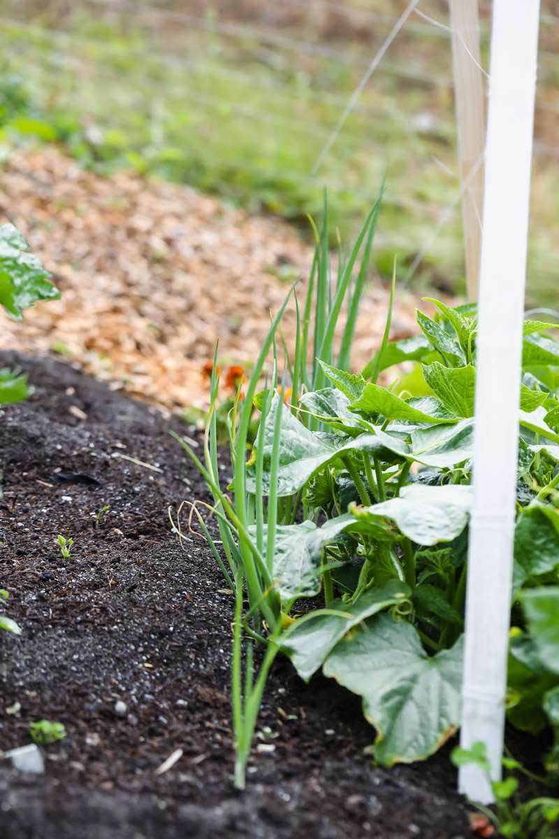 summer vegetable garden - green onions