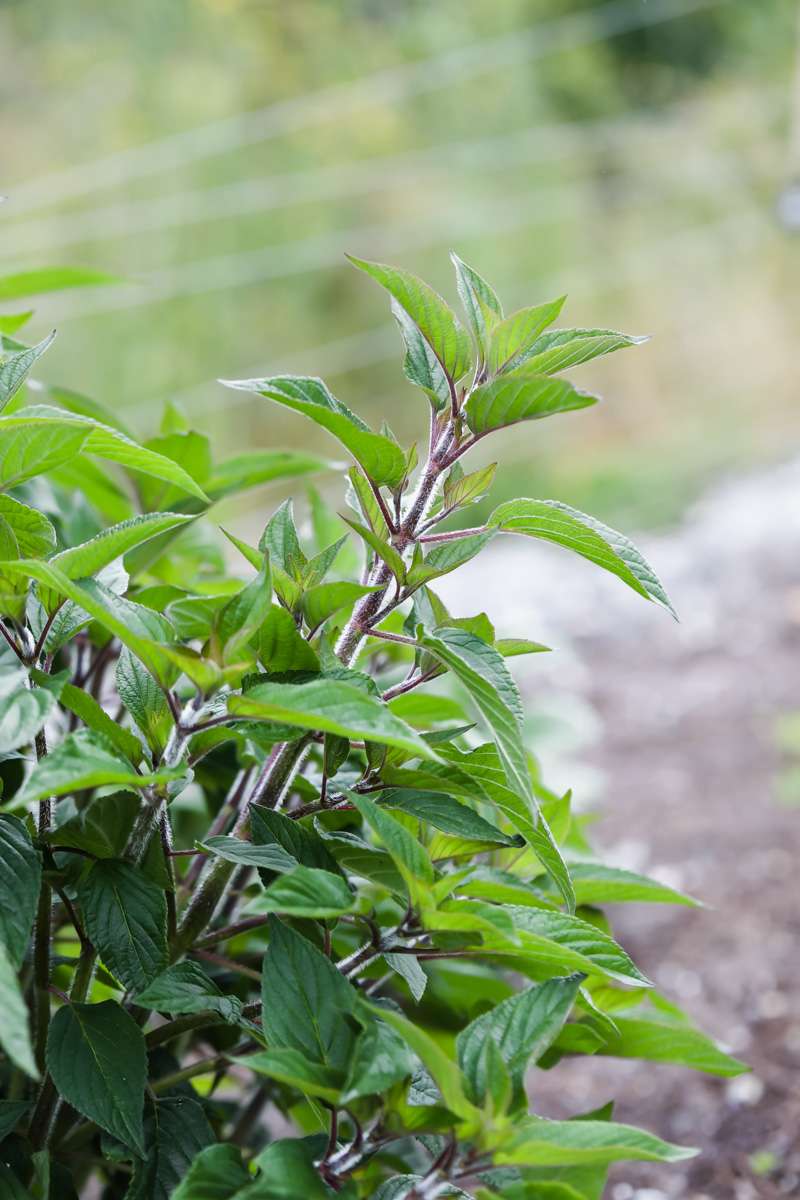 summer vegetable garden - pineapple sage
