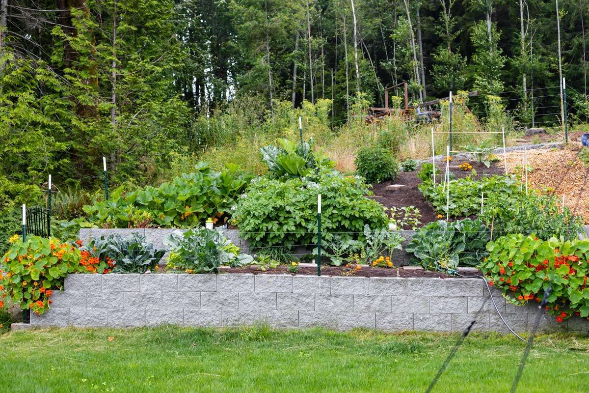 summer vegetable garden - design