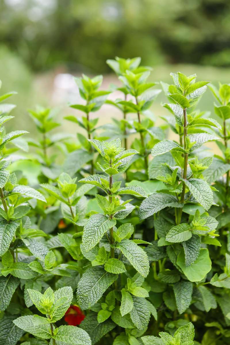 summer vegetable garden - mint