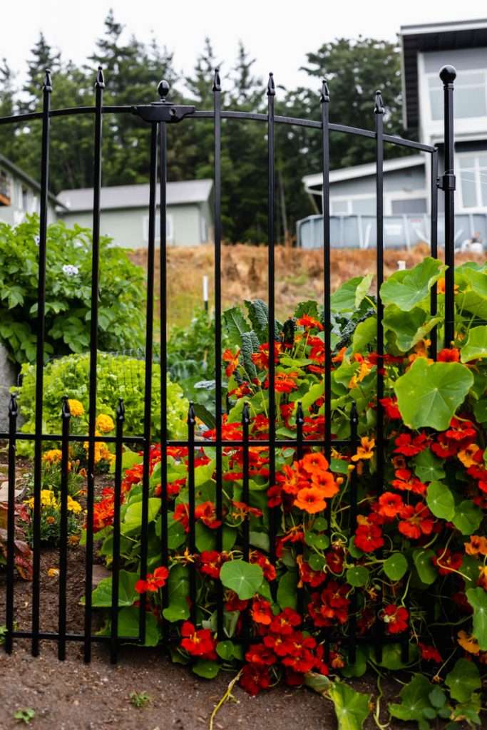 summer vegetable garden - design