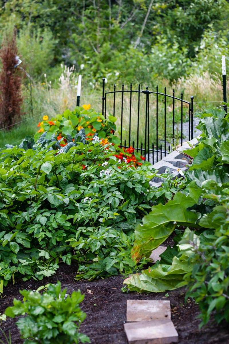 summer vegetable garden - design