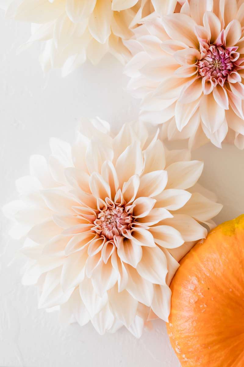 cafe au lait dahias summer blooms