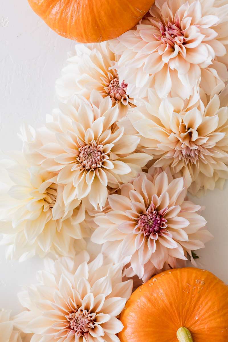 cafe au lait dahias summer blooms