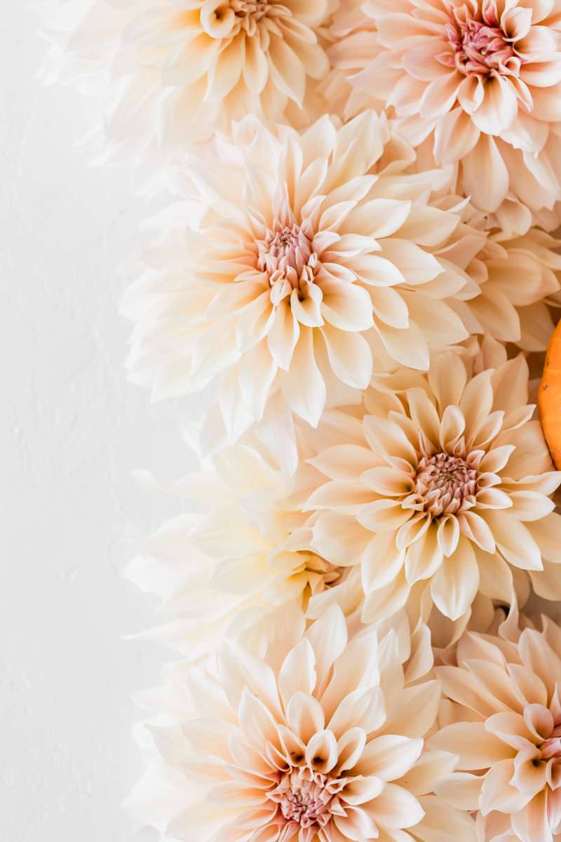 cafe au lait dahias summer blooms