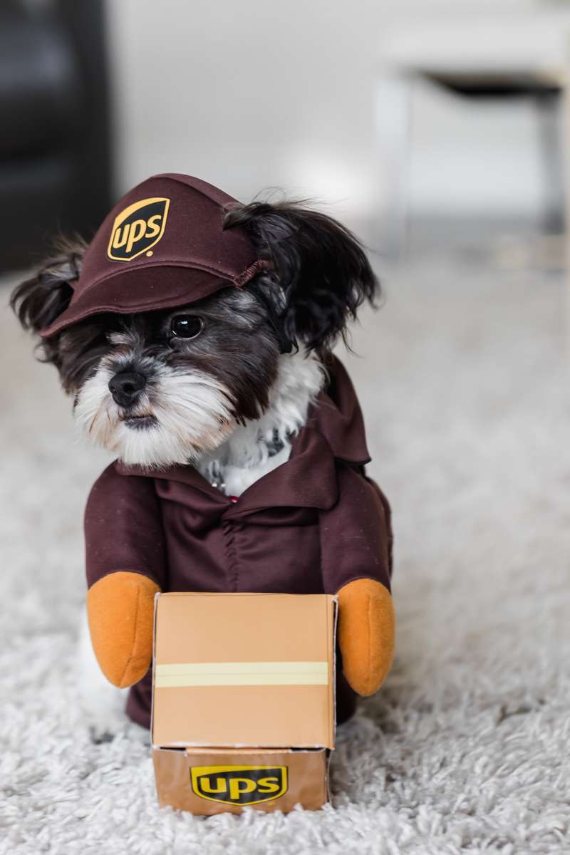 puppy halloween costume ideas, UPS
