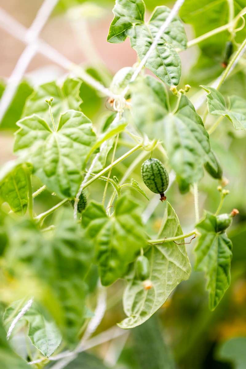 cucamelon margaritas recipe - fresh lime, Mexican gherkins, simple syrup and tequila.