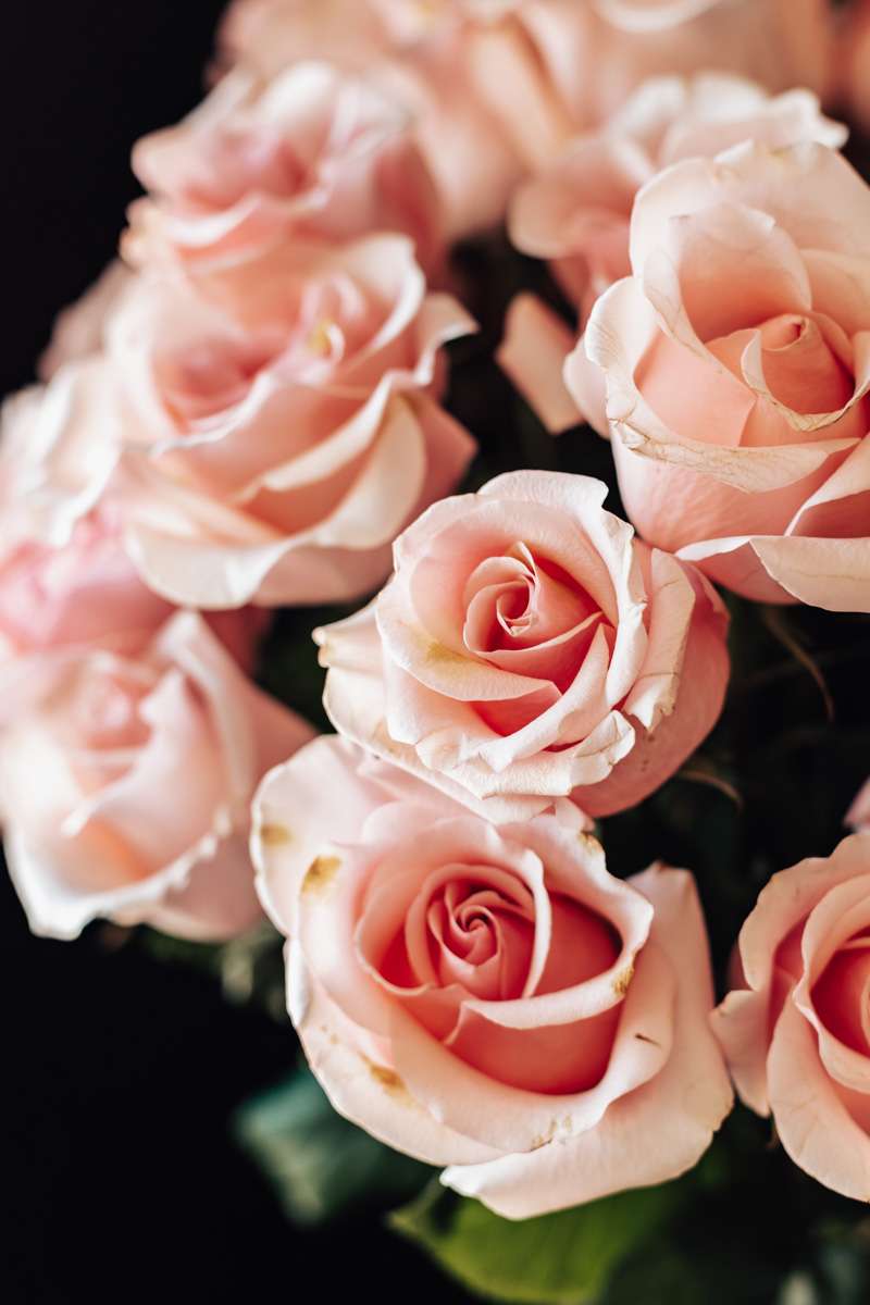 pink birthday roses
