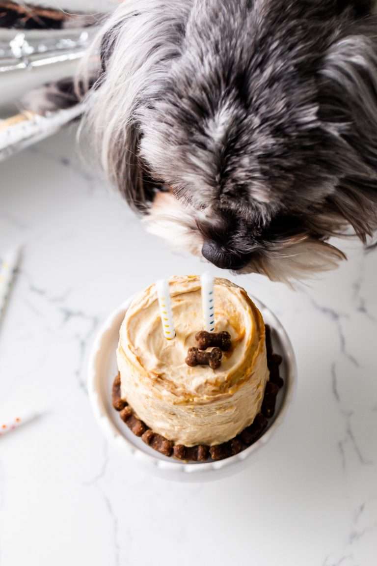 Easy gluten free birthday cake recipe for dogs with safe, organic ingredients.