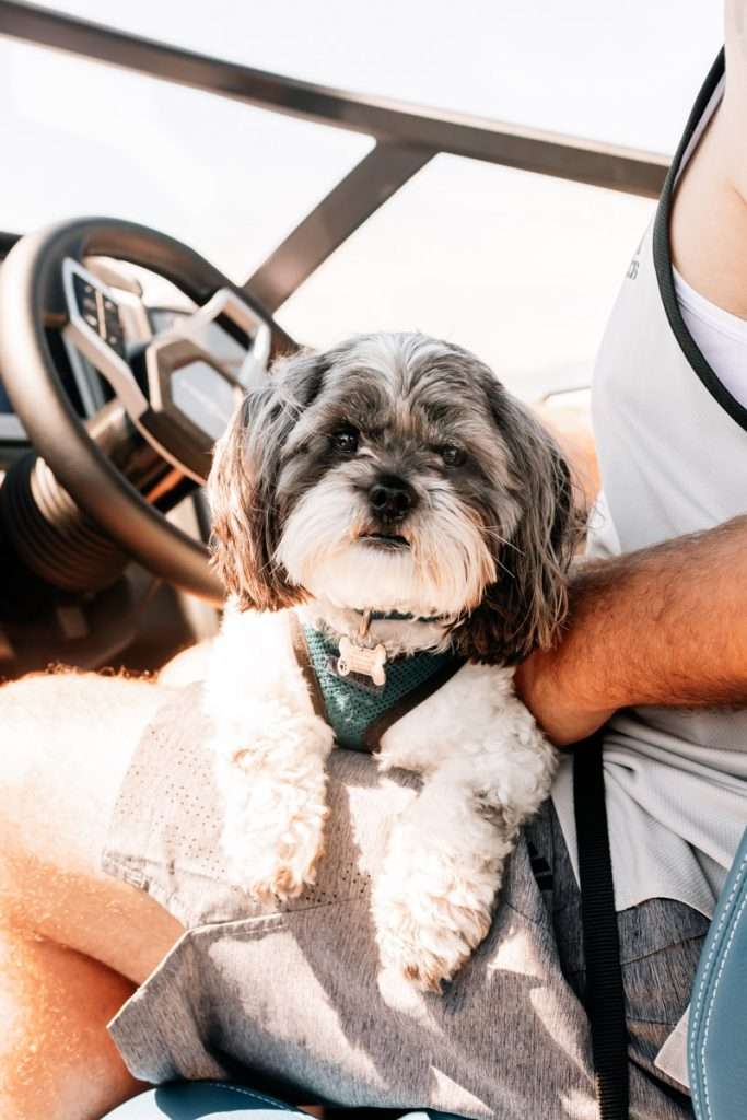 Shih-poo puppy - travel - year in review