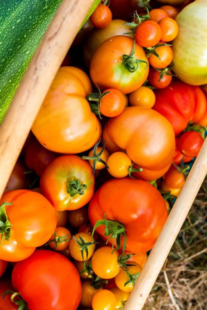 Summer tomato garden - Gardening hod