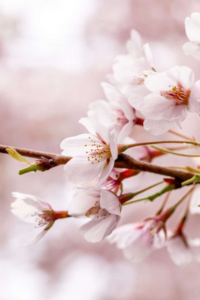 Sakura Cherry Blossom photography - Spring blooms