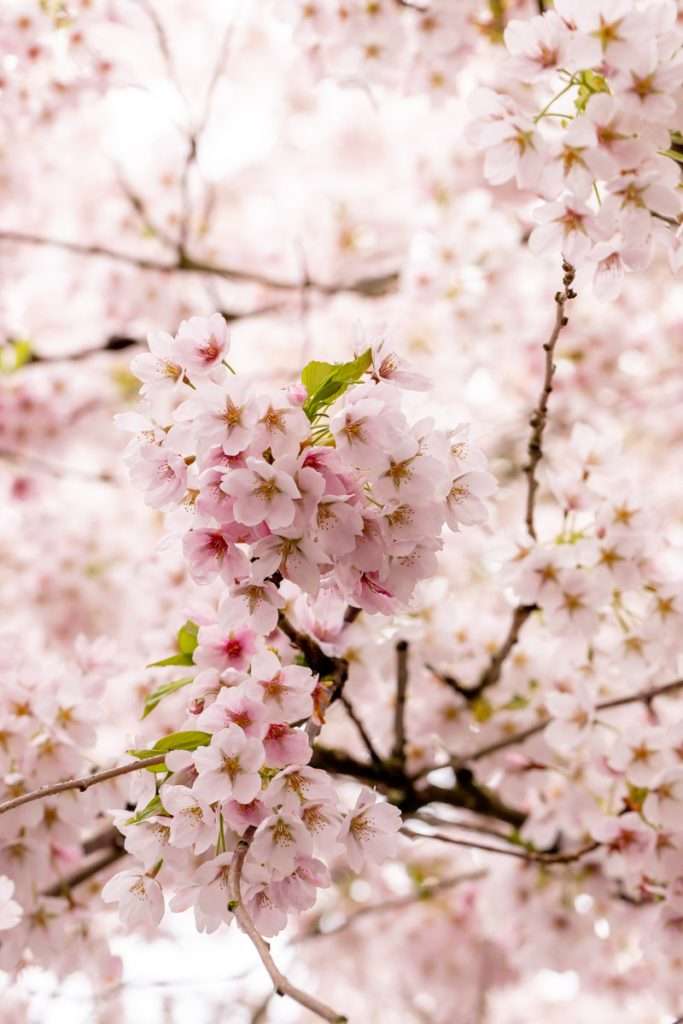 Sakura Cherry Blossom photography - Spring blooms