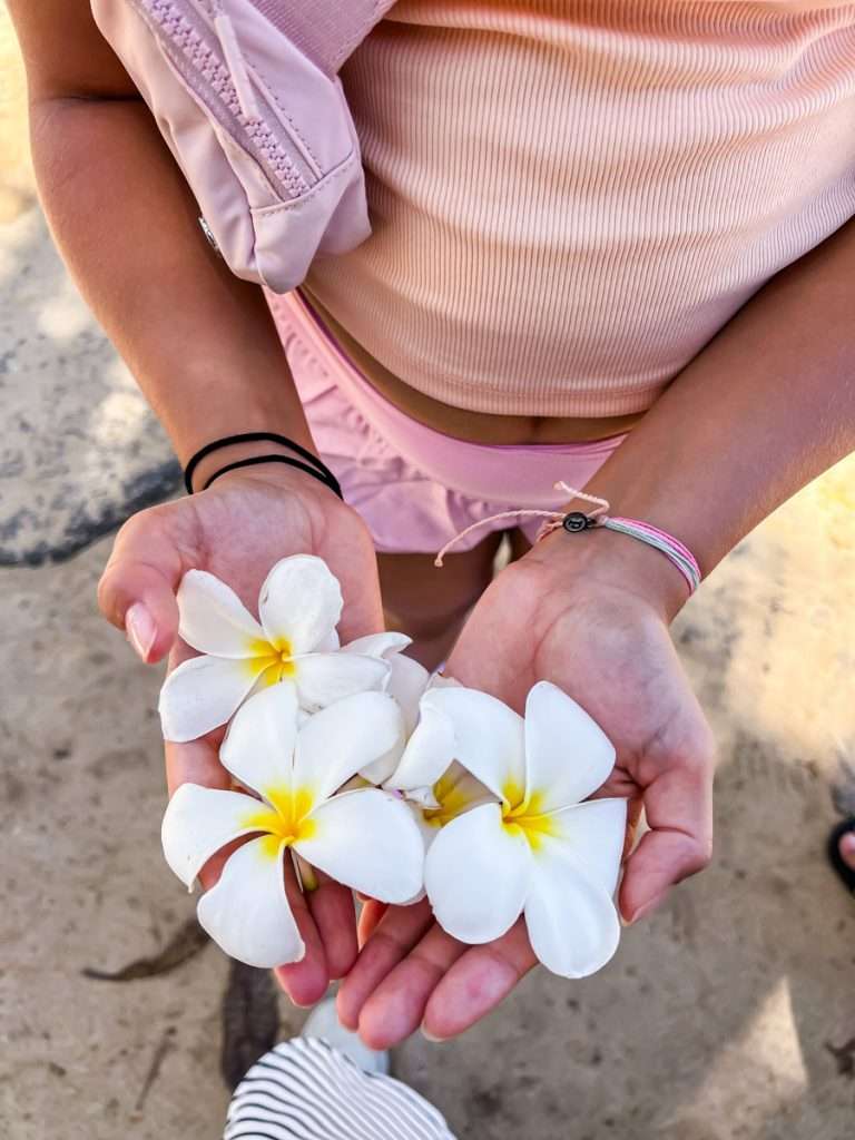 Beautiful plumeria flowers, Oahu Hawaii