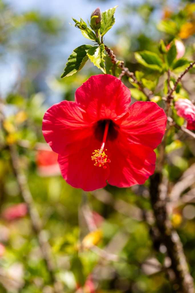 Hibiscus Flowers, Oahu Hawaii