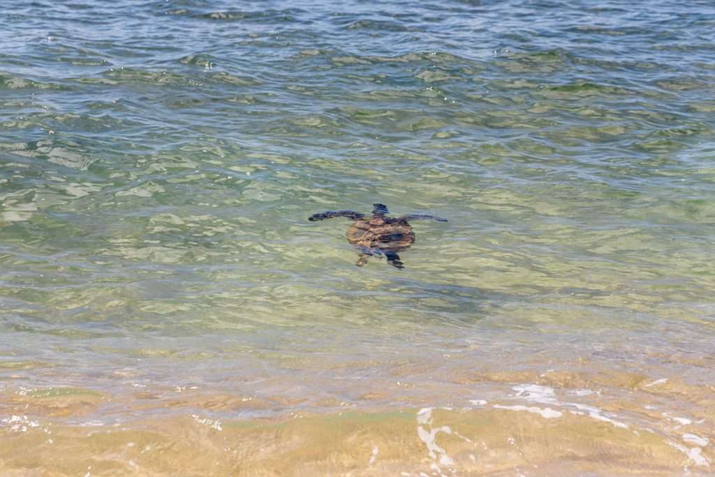Sea turtles spotted just off the shore at Haleiwa Ali'i Beach Park in Haleiwa Hawaii, Oahu. A must visit!