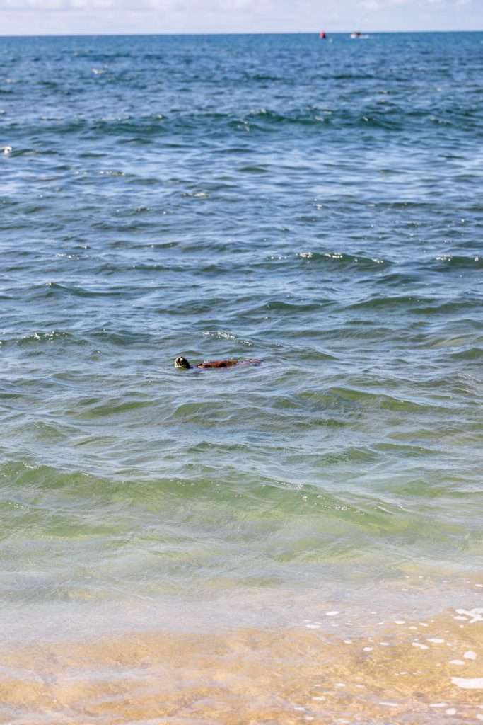 Sea turtles spotted just off the shore at Haleiwa Ali'i Beach Park in Haleiwa Hawaii, Oahu. A must visit!
