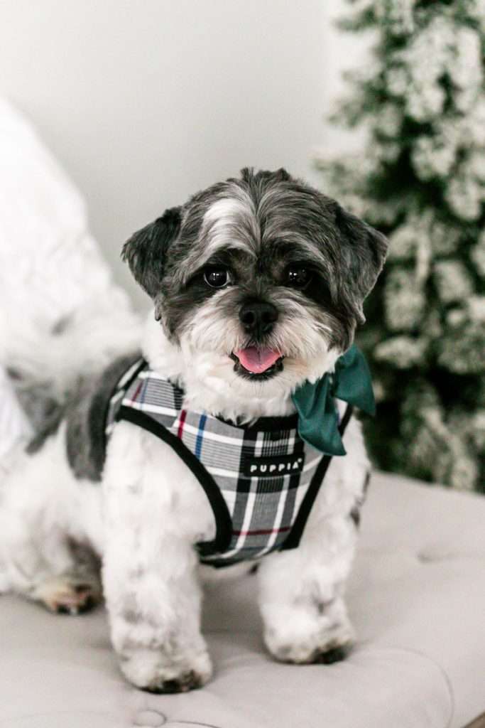 Marley - Shihpoo Puppy, Christmas