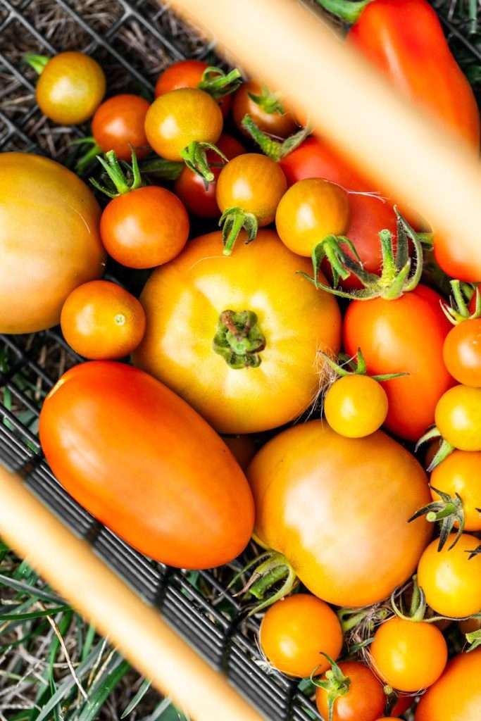 Mini tomato galettes, the perfect party appetizer or brunch treat! Flaky pastry, creamy goat cheese and fresh garden tomatoes, and baked until golden brown.
